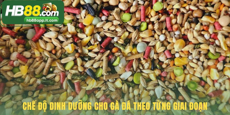 Dinh dưỡng cho gà đá điều chỉnh theo từng giai đoạn phát triển