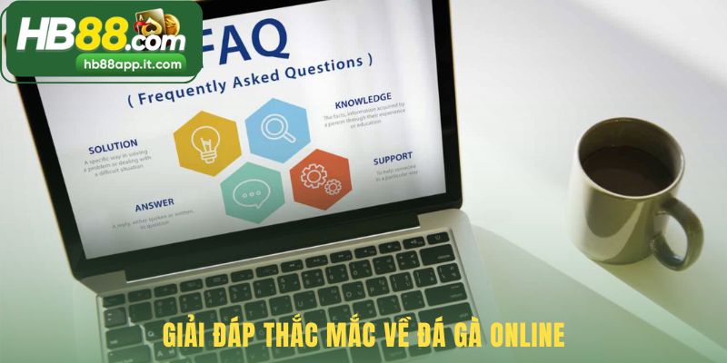 Giải đáp các câu hỏi thường gặp về đá gà online tại HB88