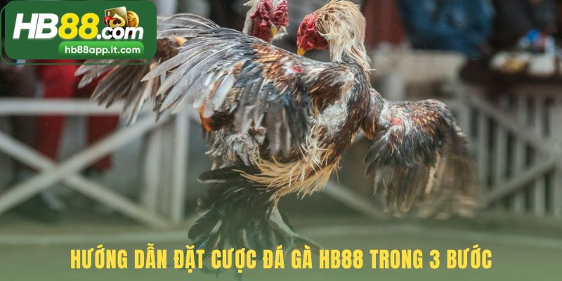 Hướng dẫn đặt cược đá gà HB88 với quy trình ba bước đơn giản