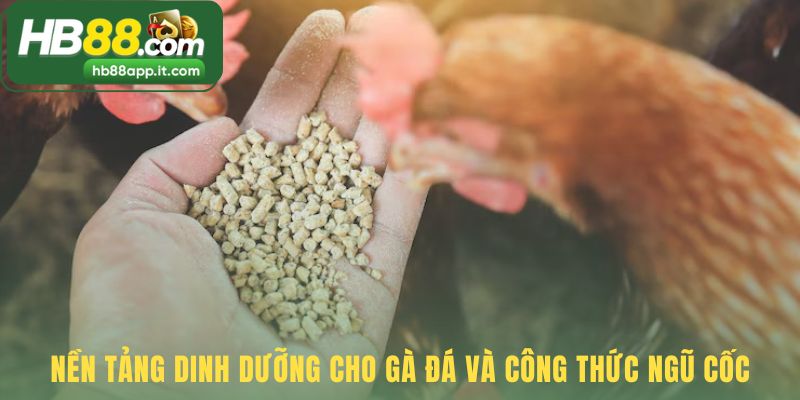 Dinh dưỡng nền tảng gồm 5 nhóm thức ăn gà đá không thể thiếu