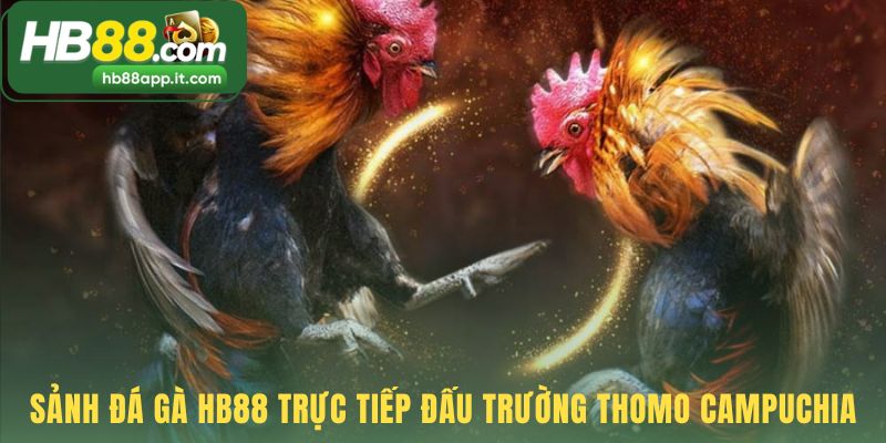 Sảnh đá gà HB88 phát sóng trực tiếp từ Thomo Campuchia